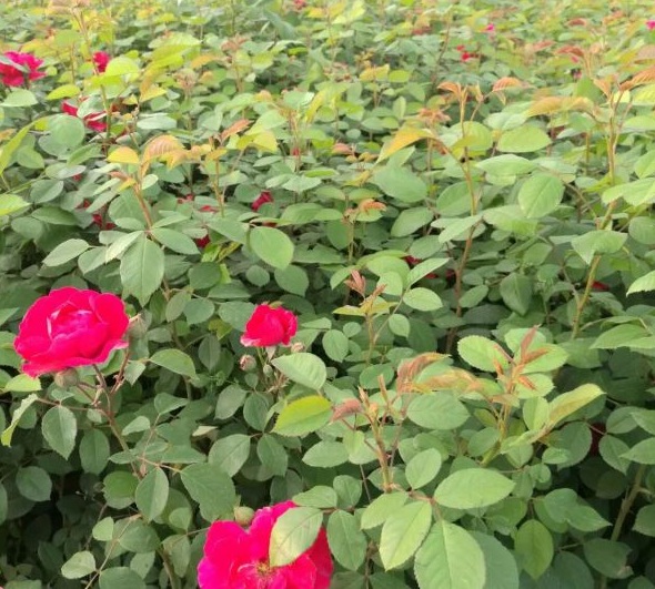 1630471827909261.jpg image.jpg