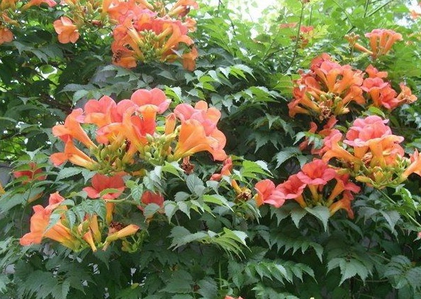 1630471938909466.jpg image.jpg