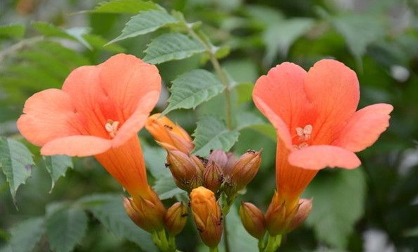 1630471953475581.jpg image.jpg