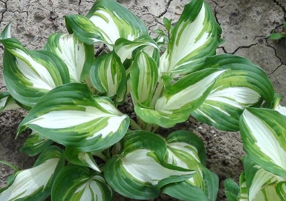 1630472207169621.jpg image.jpg