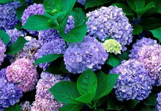 1630472282617169.jpg image.jpg