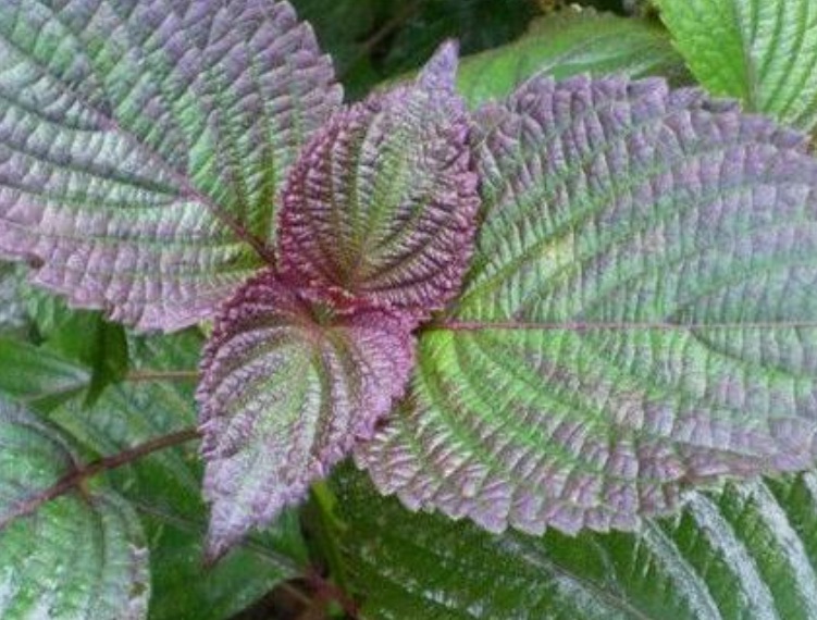 1630477457485731.jpg 紫蘇1.jpg