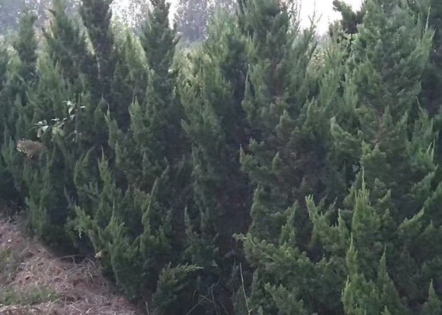 1630480006370600.jpg image.jpg