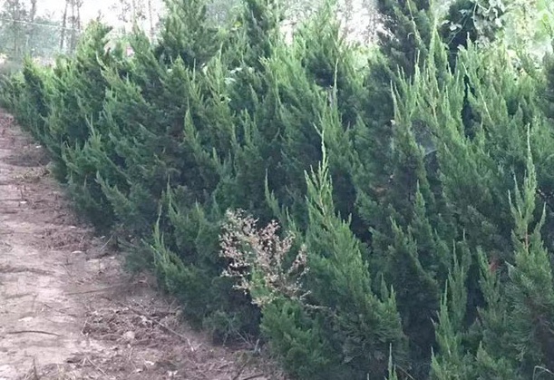 1630480015783265.jpg image.jpg