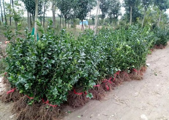 1630480546579217.jpg image.jpg