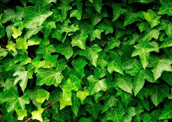 1630480694638617.jpg image.jpg