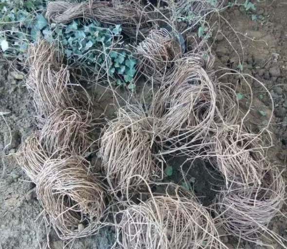 1630480704716450.jpg image.jpg