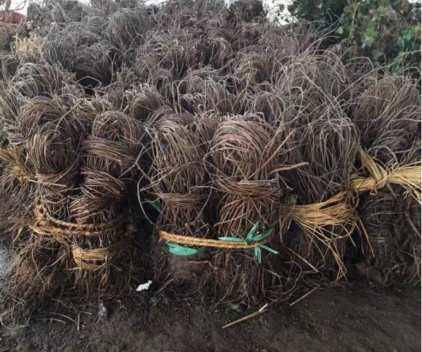 1630480715217630.jpg image.jpg