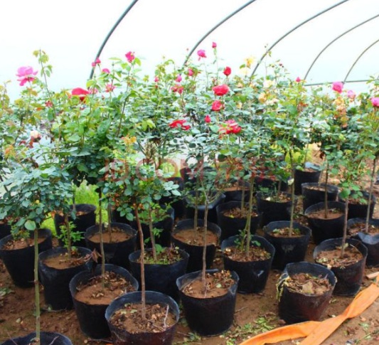 1630481723293465.jpg image.jpg