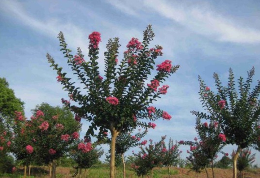 1630481787139186.jpg image.jpg