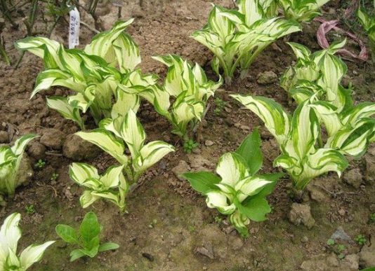 1630482177822934.jpg image.jpg