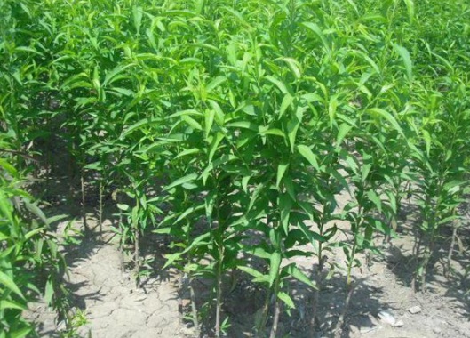 1630482356298846.jpg image.jpg