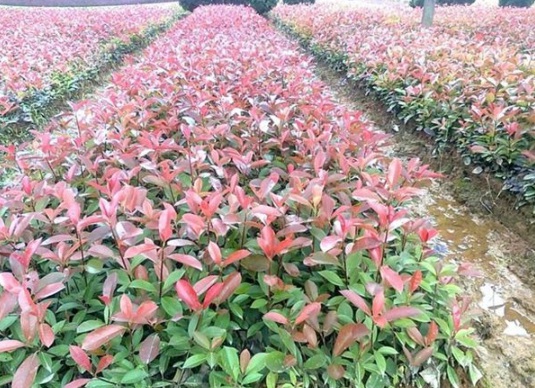 1630482502365370.jpg image.jpg