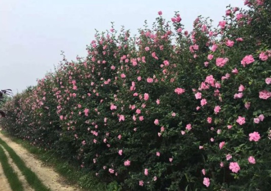 1630482556579581.jpg image.jpg