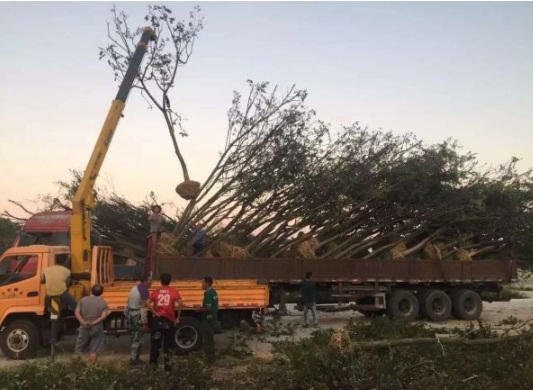 1630482678538181.jpg image.jpg