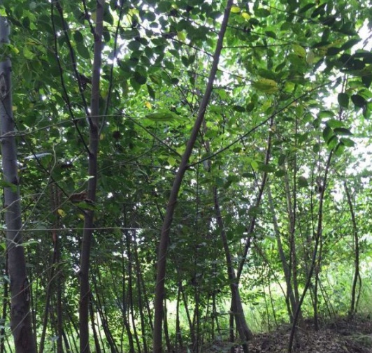 1630482696748479.jpg image.jpg