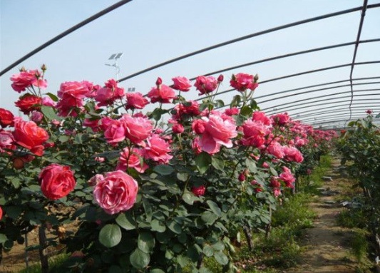 1630483080688209.jpg image.jpg