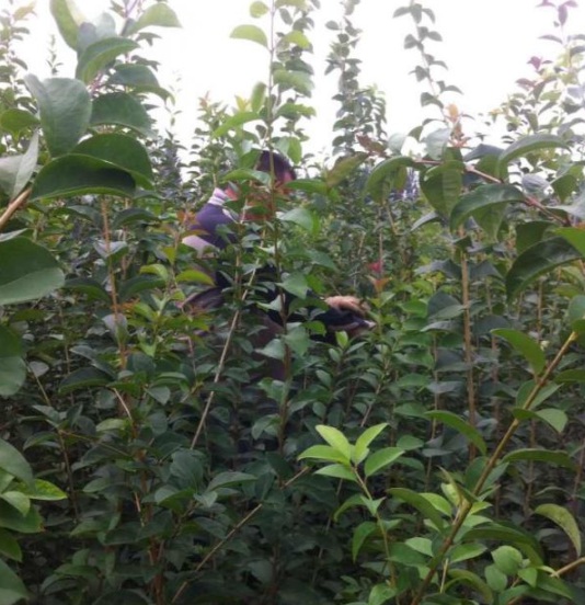 1630484086280418.jpg image.jpg