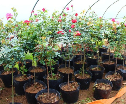 1630484137277028.jpg image.jpg