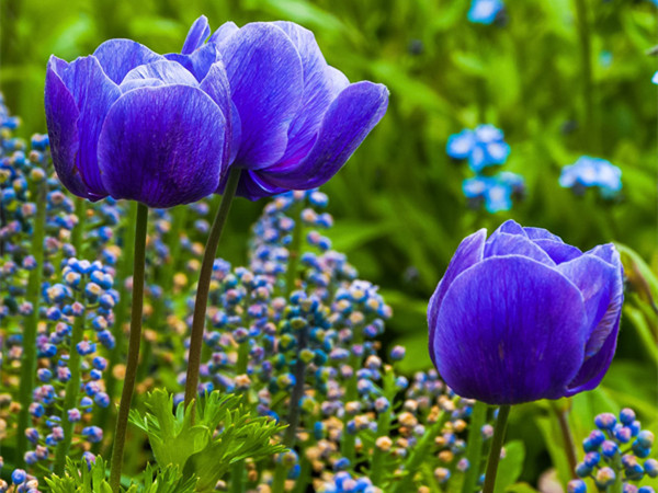 1630486769324904.jpg 郁金香.jpg