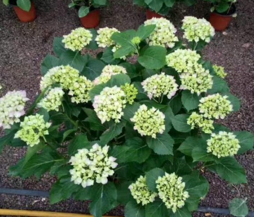 1630498409866390.jpg image.jpg