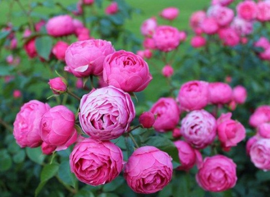 1630500048932025.jpg image.jpg