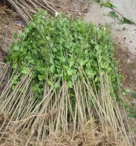 1630500103234294.jpg image.jpg