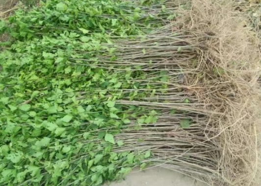 1630500116294576.jpg image.jpg