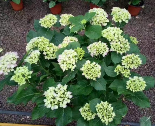 1630500581565545.jpg image.jpg