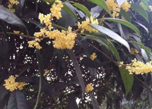 1630500732727320.jpg image.jpg