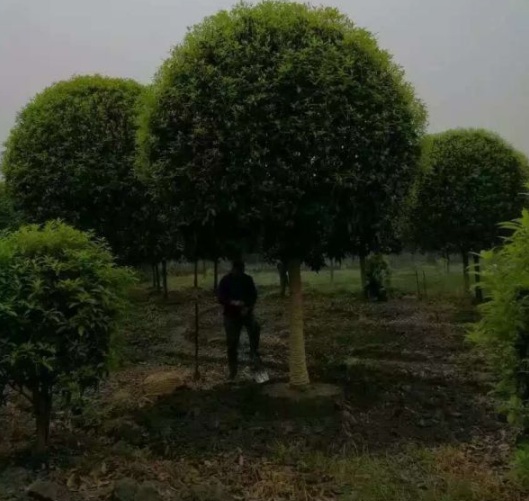 1630500754221742.jpg image.jpg