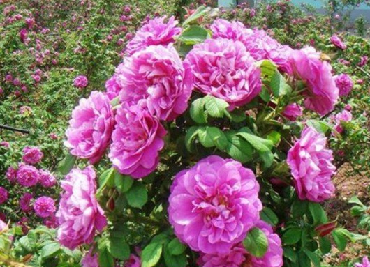 1630501199861794.jpg image.jpg