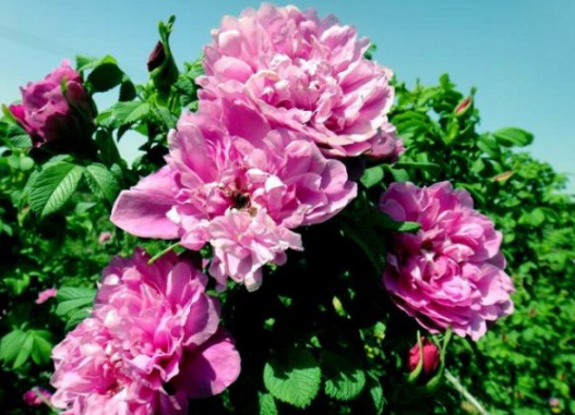 1630501224324286.jpg image.jpg