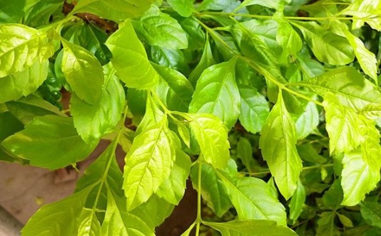 1630502449644982.jpg image.jpg