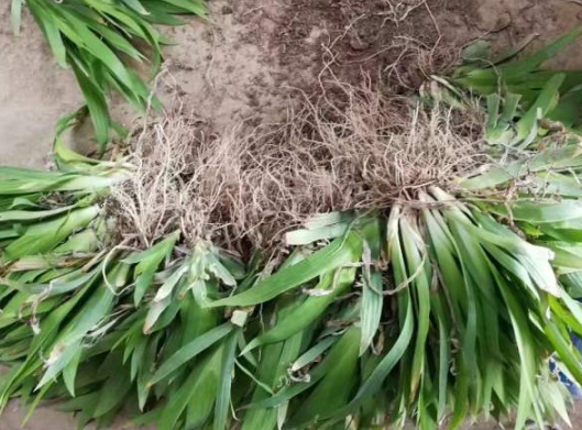 1630503901543560.jpg image.jpg