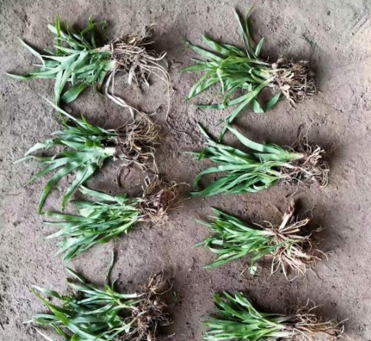 1630503913881299.jpg image.jpg