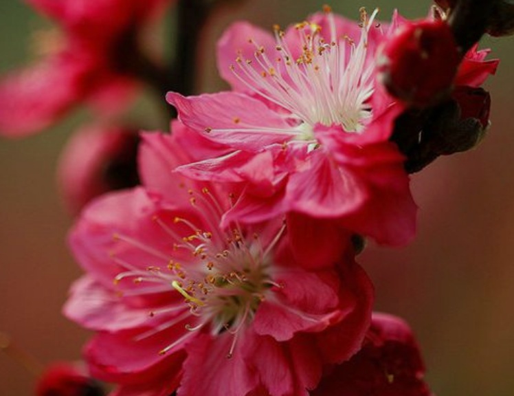 1630508059240861.jpg 梅花1.jpg