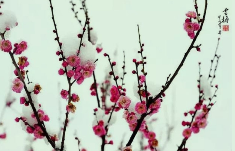 1630508099639596.jpg 梅花2.jpg