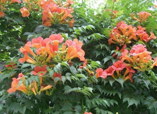 1630546703101635.jpg image.jpg