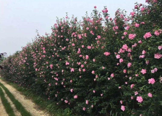 1630547020737074.jpg image.jpg