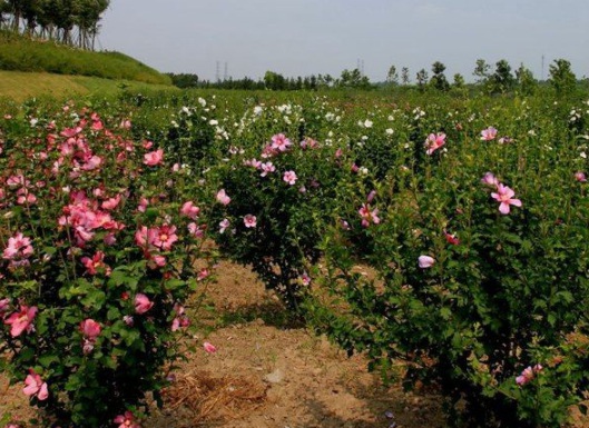 1630547034663687.jpg image.jpg