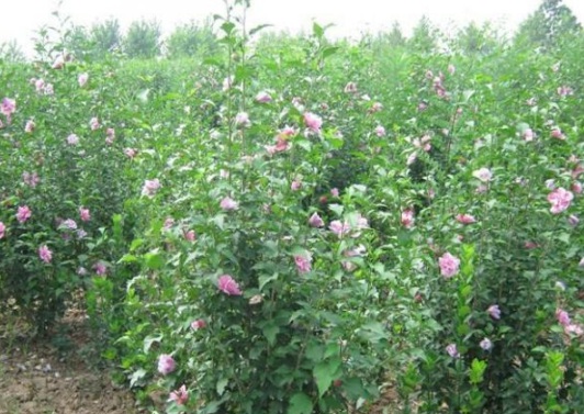 1630547043892380.jpg image.jpg