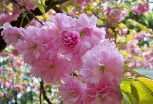 1630547116160484.jpg image.jpg