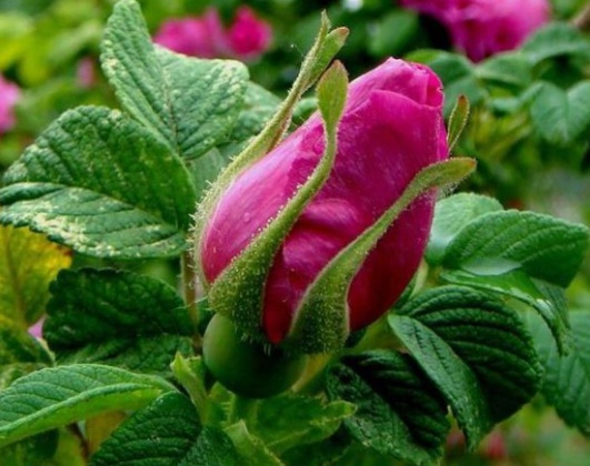 1630547298327250.jpg image.jpg