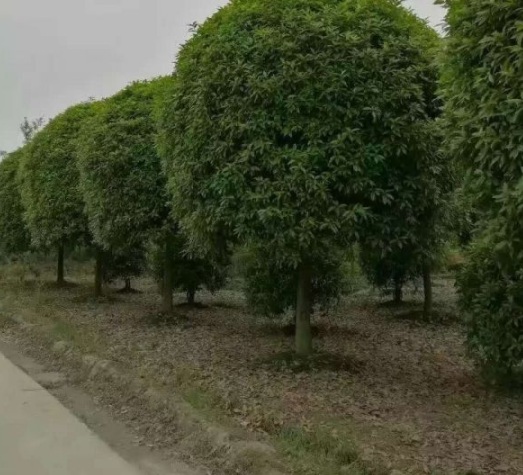 1630547495173311.jpg image.jpg