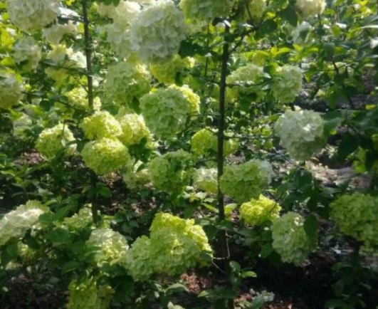 1630548499999435.jpg image.jpg