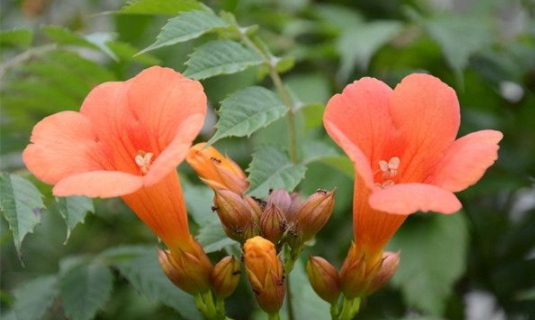 1630548775681669.jpg image.jpg