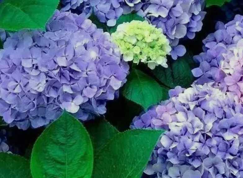 1630568386894917.jpg 繡球花.jpg