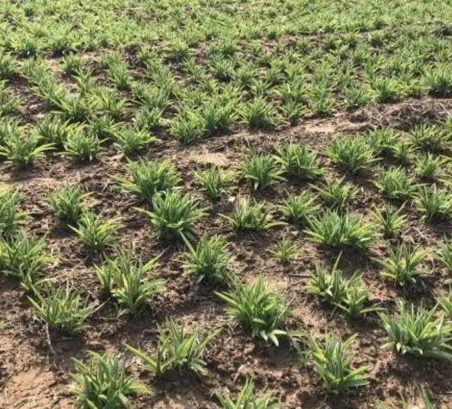 1630637855347731.jpg image.jpg