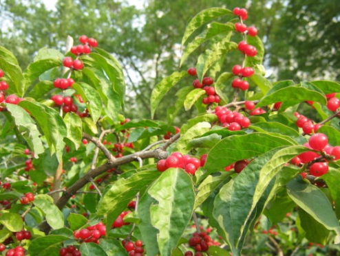 1630670626182650.jpg image.jpg